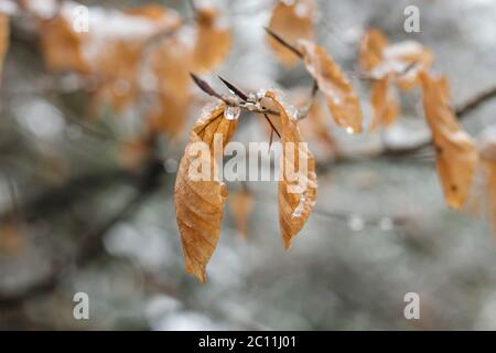 Buche Laub winterliche Laub Stockfoto