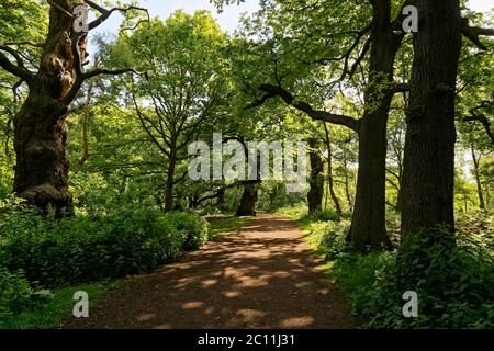 Ein sonnenbeschienenen Fußweg schlängelt sich zwischen den hohen Bäumen des Sherwood Forest Stockfoto