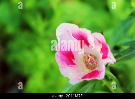 Rosa und weiße Godetia Blume oder Abschied vom Frühling. Sein wissenschaftlicher Name ist Clarkia Amoena Stockfoto