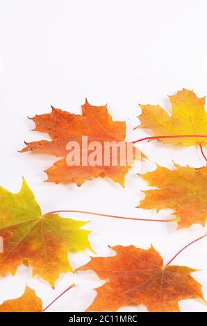 Der Herbst Ahorn Blätter als Hintergrund Stockfoto