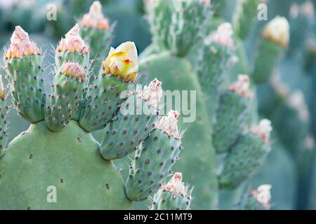 Kaktusblüten aus Kaktus der Kaktusfeige (Sabra) in der Nähe von Jerusalem, Israel, in einer flachen Tiefenaufnahme. Stockfoto