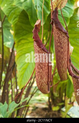 Nepenthes rafflesiana fleischfressende Krug Pflanzen Stockfoto