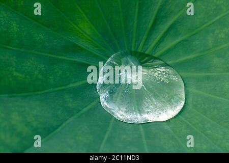 Lotus-Effekt, Wassertropfen auf der Oberfläche eines Lotusblattes Stockfoto