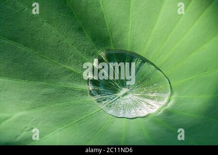 Lotus-Effekt, Wassertropfen auf der Oberfläche eines Lotusblattes Stockfoto