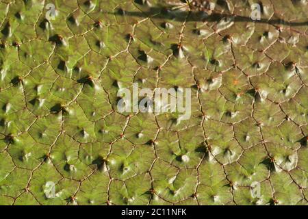 Stachelige, wasserliliengrüne, schwebende Blätter aus nächster Nähe Stockfoto