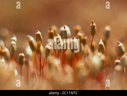 Schönes, in der Nähe der blühenden Frühling Moss Stockfoto