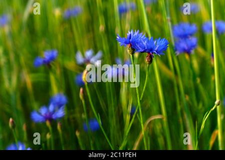 Schöne blaue Kornblumen in Sonnenuntergang Licht wächst auf Roggenfeld Stockfoto