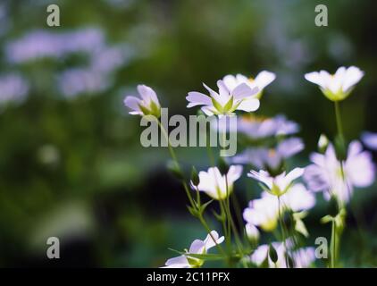 Schöne weiße Wildblumen wachsen im Frühlingswald Stockfoto