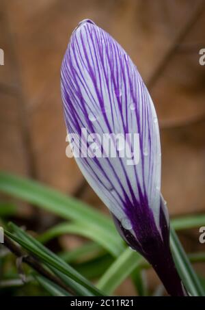 Geschlossene Krokus-Vernus-Knospe Stockfoto