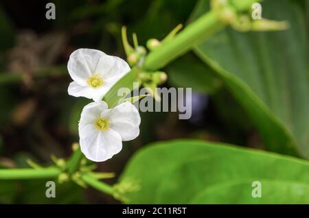 Weiße Blume der schleichenden Burhead Stockfoto