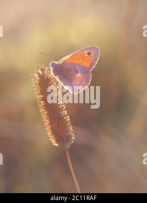 Schöne Schmetterling sitzt auf Pflanze aus nächster Nähe Stockfoto