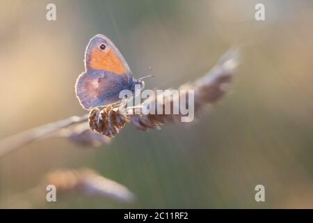 Schöne Schmetterling sitzt auf Pflanze aus nächster Nähe Stockfoto