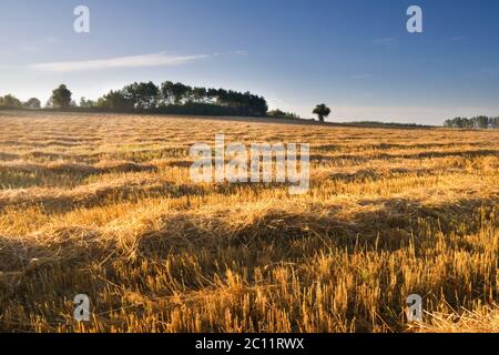 Schönes Stoppelfeld im Spätsommer bei Sonnenaufgang. Morgenlandschaft Stockfoto