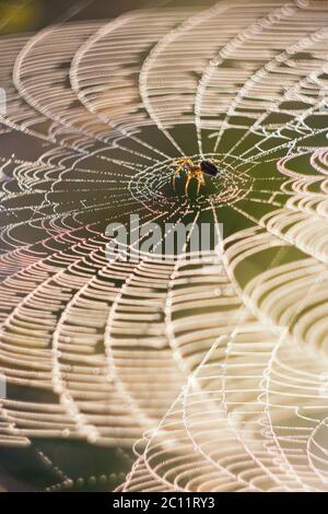 Nahaufnahme einer Spinne, die im Morgenlicht auf dem Netz sitzt Stockfoto