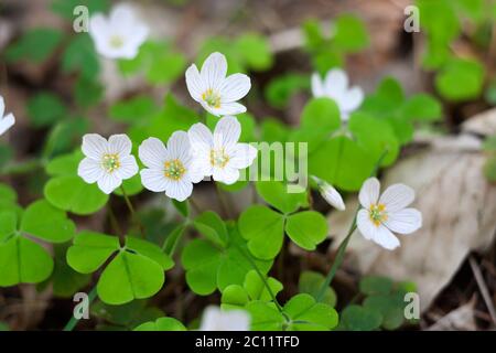 Blühende Sauerampfer blüht im Frühling. Weiße Blumen Hintergrund Stockfoto