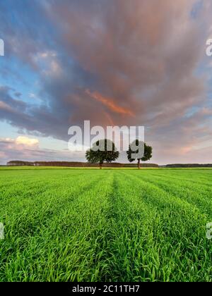 Schöne Landschaft mit jungen grünen Feld im späten Frühjahr fotografiert Stockfoto