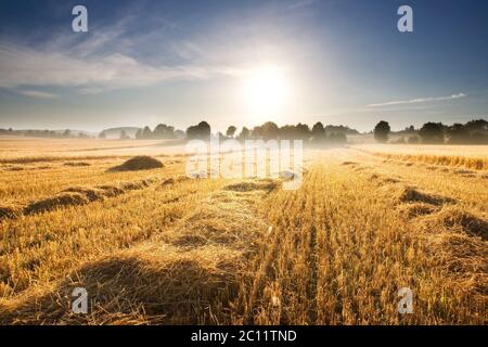 Schönes Stoppelfeld im Spätsommer bei Sonnenaufgang. Morgenlandschaft Stockfoto