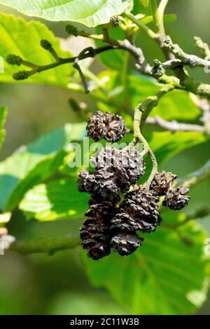 Erle (Alnus glutinosa), Nahaufnahme der leeren reifen Zapfen, die im Vorjahr noch auf dem Baum mit den neuen Frühlingsblättern produziert wurden. Stockfoto