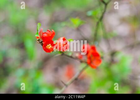 Schöne rote Quitten Blüten blühen im späten Frühjahr Stockfoto