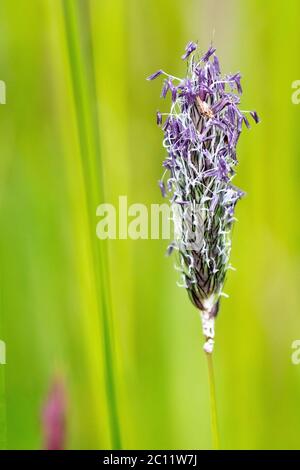 Wiesenfuchsschwanz (Alopecurus pratensis), Nahaufnahme eines einzelnen Grasstammes in Blüte, isoliert vor einem schlichten, unfokussierten Hintergrund. Stockfoto