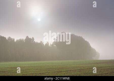 Sonnenuntergang über jungen grünen Getreidefeldern im Frühsommer Stockfoto