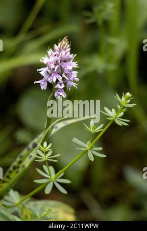 Heide gepunktete Orchidee (Dactylorhiza maculata ericetorum) blüht im Sommer Stockfoto