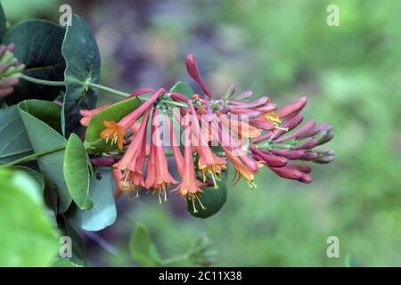 Nahaufnahme von Zweizweigen, Blüten und Blättern der winterharten Dropmore Scarlet Honeysuckle Rebe (Lonicera brownii) im kanadischen Garten im Frühling. Stockfoto