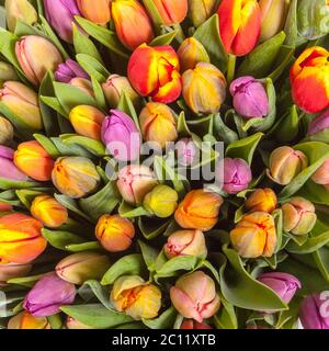 Strauß mit frischen Frühling Tulpe Blumen Stockfoto