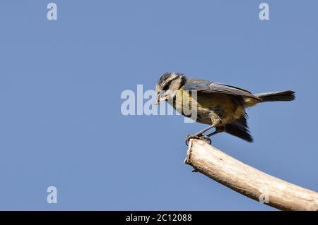 Blue tir Parus caeruleus uk Stockfoto