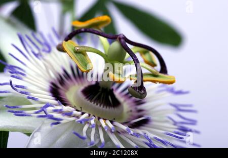 weiß blau Leidenschaft Blume Passiflora caerulea Stockfoto