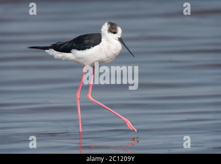 Schwarzflügeliger Stelzenschwanzvogel (Himantopus himantopus), jugendlich Stockfoto