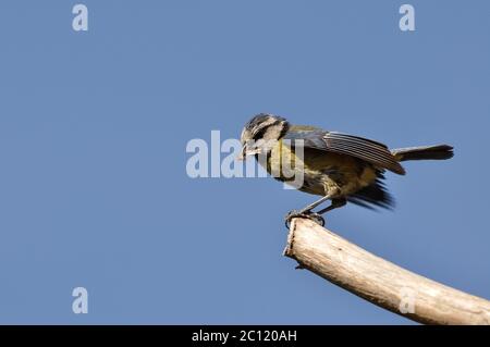 Blue Parus caeruleus uk Stockfoto