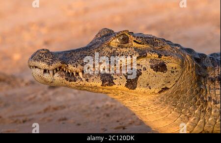 Porträt von Caiman (Caimaninae) Stockfoto