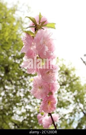 Schöne rosa Frühling Blumen Mandel Prunus dulcis Stockfoto