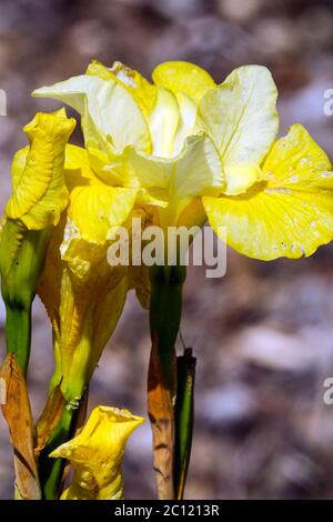 Iris sibirica Sibirische Iris küssen das Mädchen Stockfoto