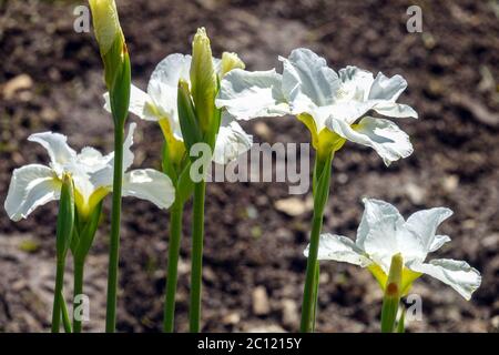 Iris sibirica Sibirische Iris Schwäne im Flug Stockfoto