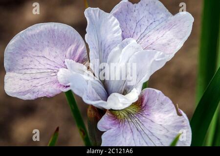 Iris sibirica sibirische Iris Mesa Pearl Weiß, cremig, Iris, Blume, wunderschön, Markiert eine sanfte violette Farbtönung Stockfoto