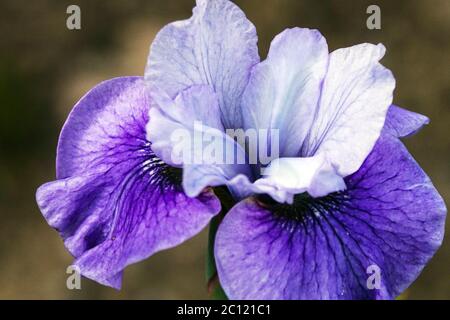 Sibirische Iris sibirica „Shall We Dance“ Iris Flower Falls mittleres hellblaues Violett, tiefer geädert; geraffter Iris Head Stockfoto