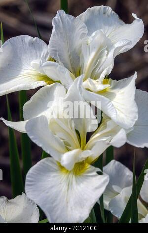 Iris sibirica Blume „Seneca Cloud Puff“ sibirische Irisblumen Weiße Irisblume im Spätfrühling Iris sibirica weißes Porträt Stockfoto