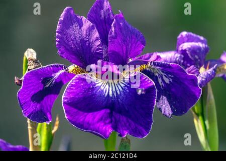 Iris sibirica Blaue sibirische Iris „Hohenflug“ Blaue Blumen Garten Iris Stockfoto