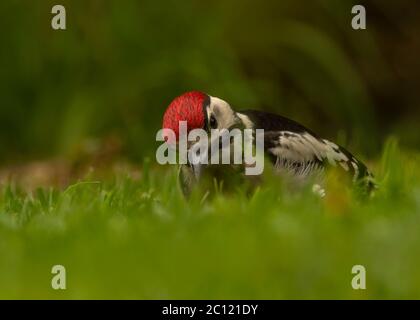 Junger Buntspecht auf der Nahrungssuche im langen Gras, Dumfries SW Schottland Stockfoto