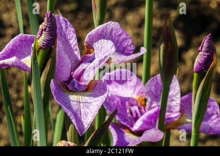 Iris sibirica Sibirische Iris „Pink Pepper“ Sibirische Iris Stockfoto