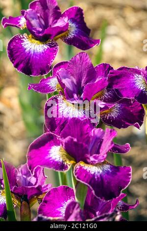 Sibirische Iris sibirica Blume Iris „Crimson Cloisonne“ Irien lila Blumen Sibirische Irien Stockfoto