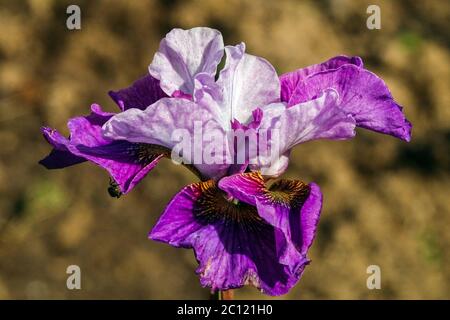 Iris sibirica Sibirica „Herz-Lichte“ Stockfoto