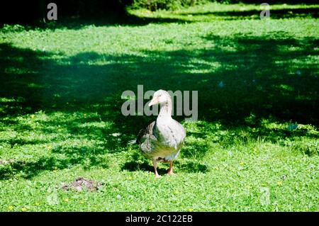 Viele Enten spielen in einem grünen und frischen Gras Stockfoto