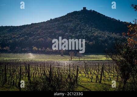 Weinberge mit im Hintergrund die Überreste des Torre di Donoratico in der Nähe von Castagneto Carducci, im Herzen der Maremma von Livorno, im Zentrum Stockfoto