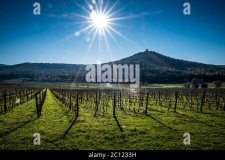 Weinberge mit im Hintergrund die Überreste des Torre di Donoratico in der Nähe von Castagneto Carducci, im Herzen der Maremma von Livorno, im Zentrum Stockfoto