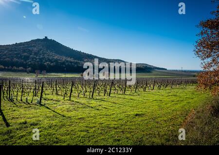 Weinberge mit im Hintergrund die Überreste des Torre di Donoratico in der Nähe von Castagneto Carducci, im Herzen der Maremma von Livorno, im Zentrum Stockfoto