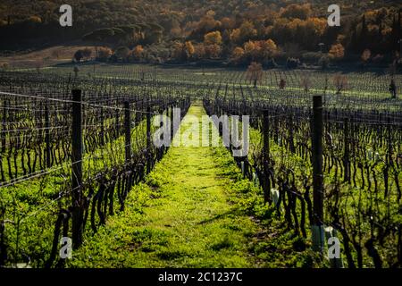 Weinberge mit im Hintergrund die Überreste des Torre di Donoratico in der Nähe von Castagneto Carducci, im Herzen der Maremma von Livorno, im Zentrum Stockfoto