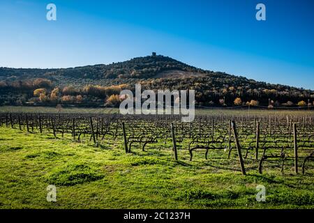 Weinberge mit im Hintergrund die Überreste des Torre di Donoratico in der Nähe von Castagneto Carducci, im Herzen der Maremma von Livorno, im Zentrum Stockfoto